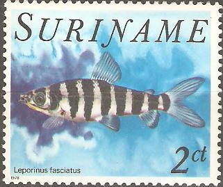 PECES.  LEPORINUS  FASCIATUS.