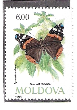 Mariposa (Pyrameis atalanta)