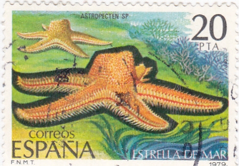 Estrella de mar (15)