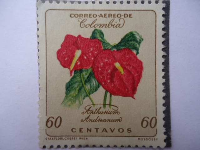 Anthurium Andreanum