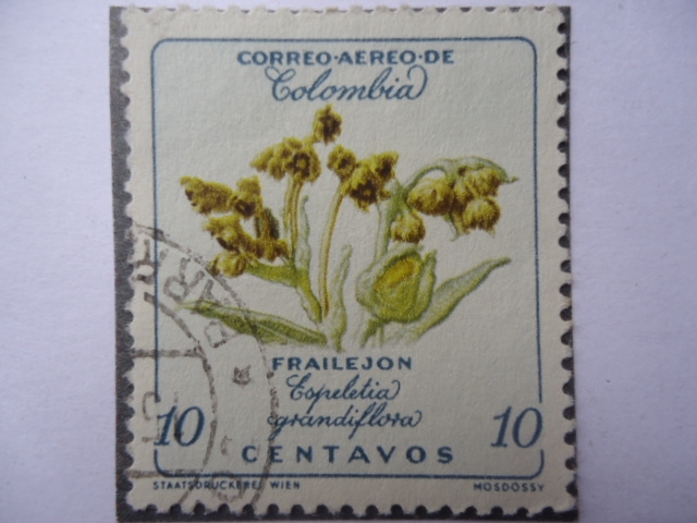 Frailejón - Espeletia grandiflora