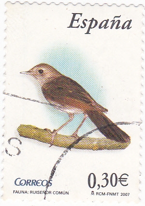 Fauna- Ruiseñor común (16)