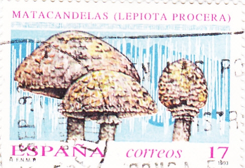 Matacandelas  (16)