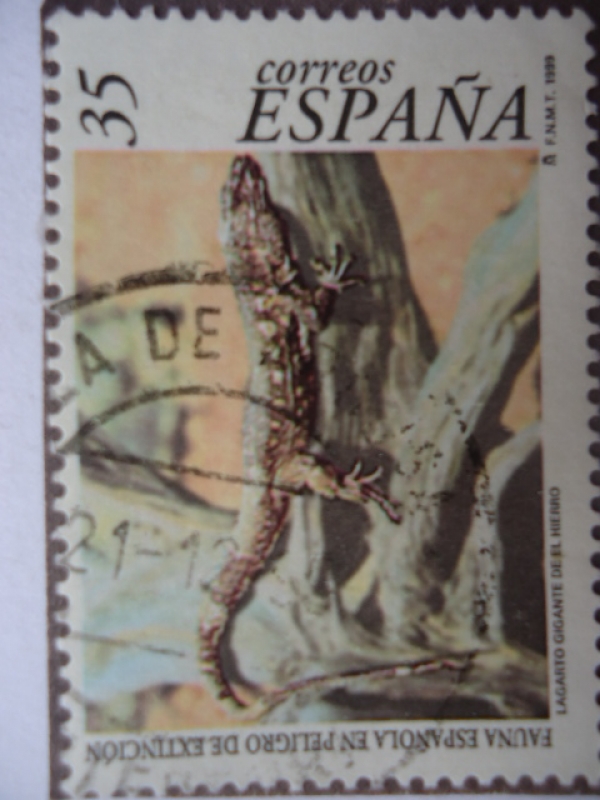 Fauna - Lagarto Gigante de el Hierro - fauna Española en peligro nde extinción