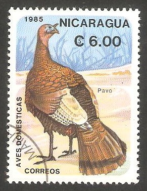 1376 D - Ave doméstica, pavo