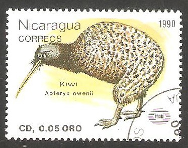 Ave kiwi