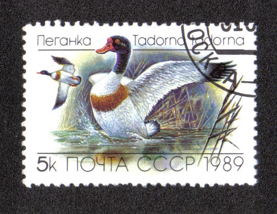 Tarro blanco (Tadorna tadorna)