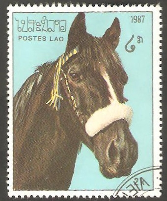 Caballo de raza