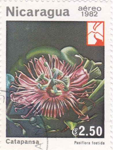 Catapansa - Flora