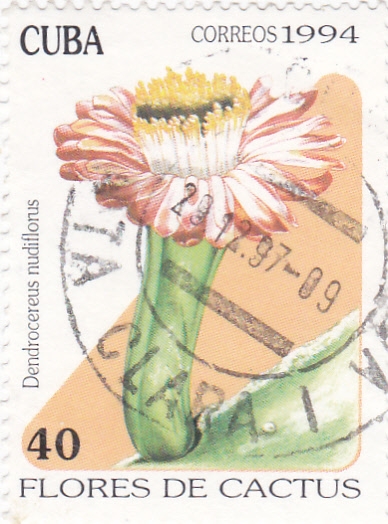 Flores de cactus