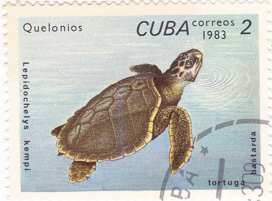 Tortuga marina