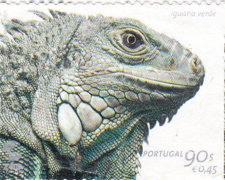 Iguana verde