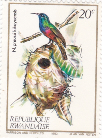 Aves