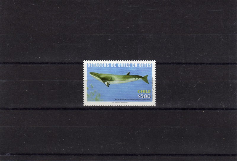 cetaceos de chile