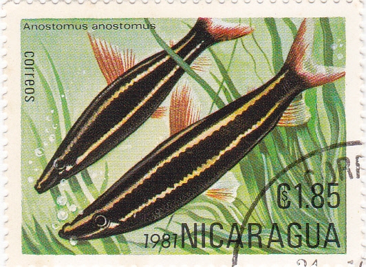 Peces