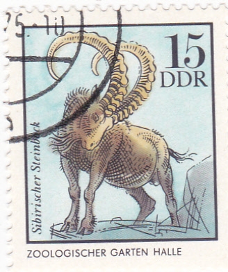 Zoológico de Halle- Cabra montés
