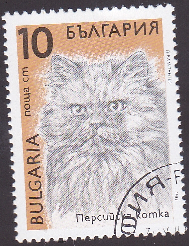 gato