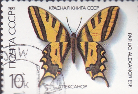 papilio alexsanor