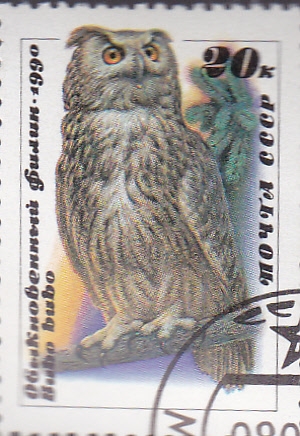 bubo bubo