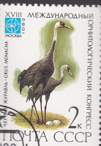 grulla monacha
