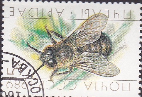 abeja