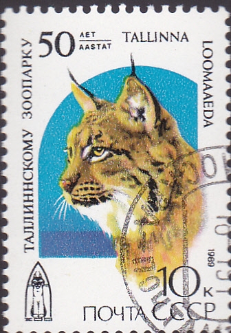 lince