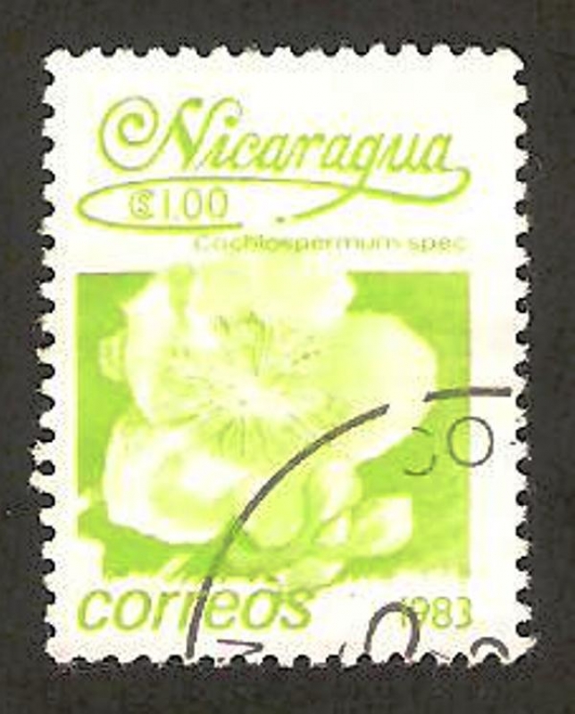 1248 - Flor cochlospermun spec