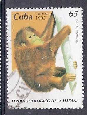 Orangután (Pongo pygmaeus)
