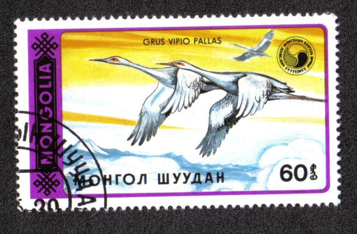White-naped Crane (Grus vipio)
