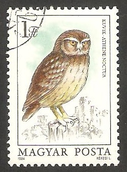 2952 - Búho