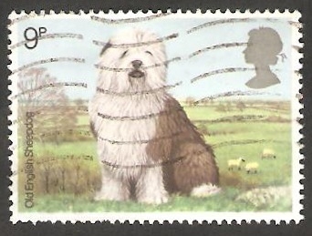 880 - Perro de raza