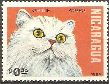 GATOS  DOMÈSTICOS.  CHINCHILLA.