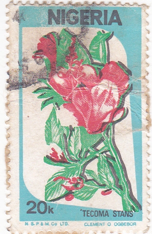 FLORES