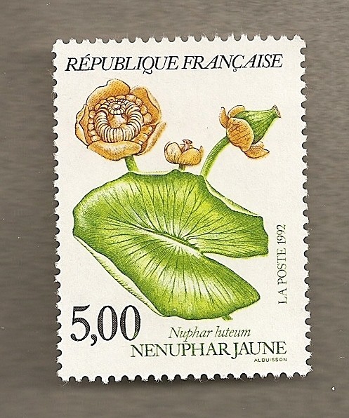 Nenufar