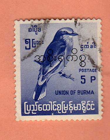 Pajaro