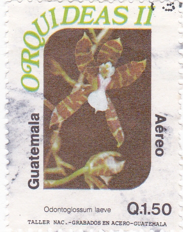 orquídeas