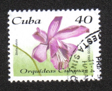 Orqídeas