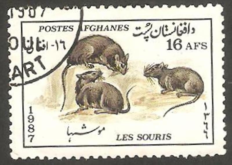 1373 - Ratones
