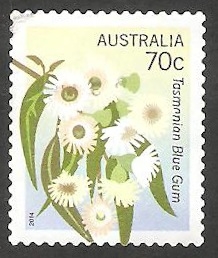  Flor tasmanian blue gum