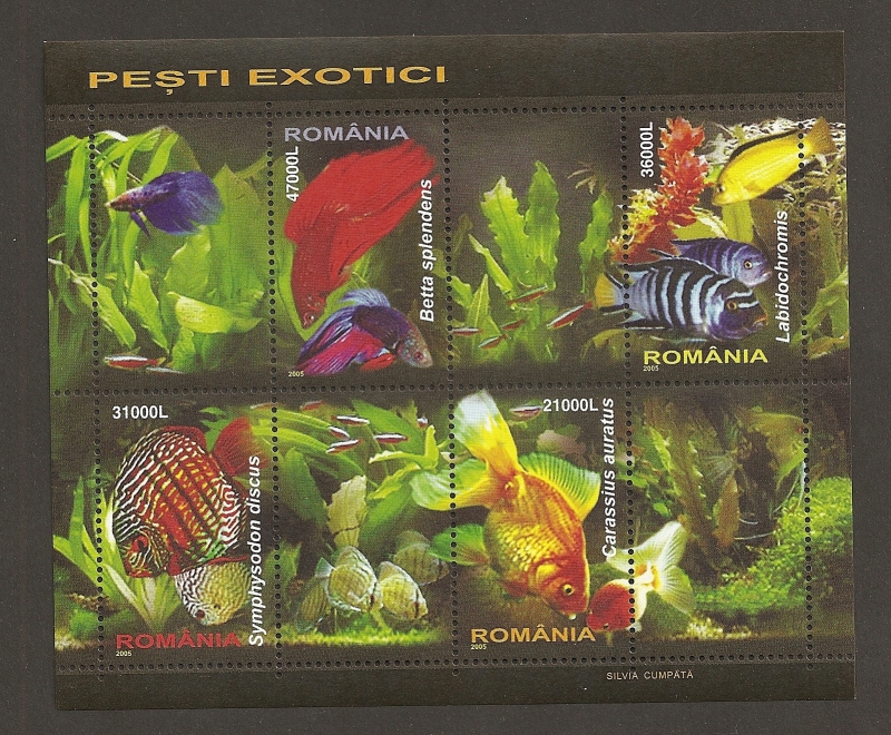 Peces exóticos