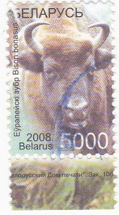 bisonte
