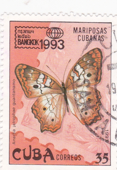 mariposa