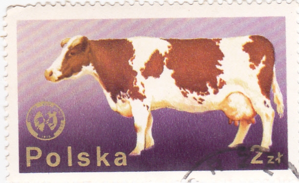 vaca