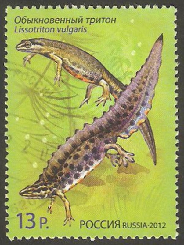 7314 - Tritón, Lissotriton vulgaris