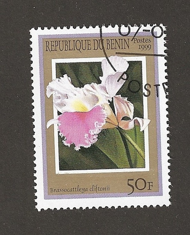 Brassocattleya cliftonii