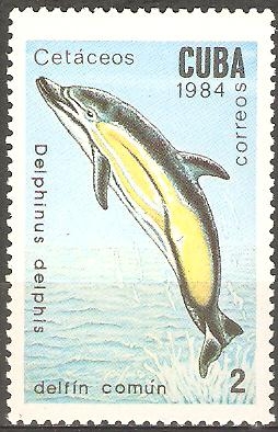 CETÀCEOS.  DELPHINUS  DELPHIS.