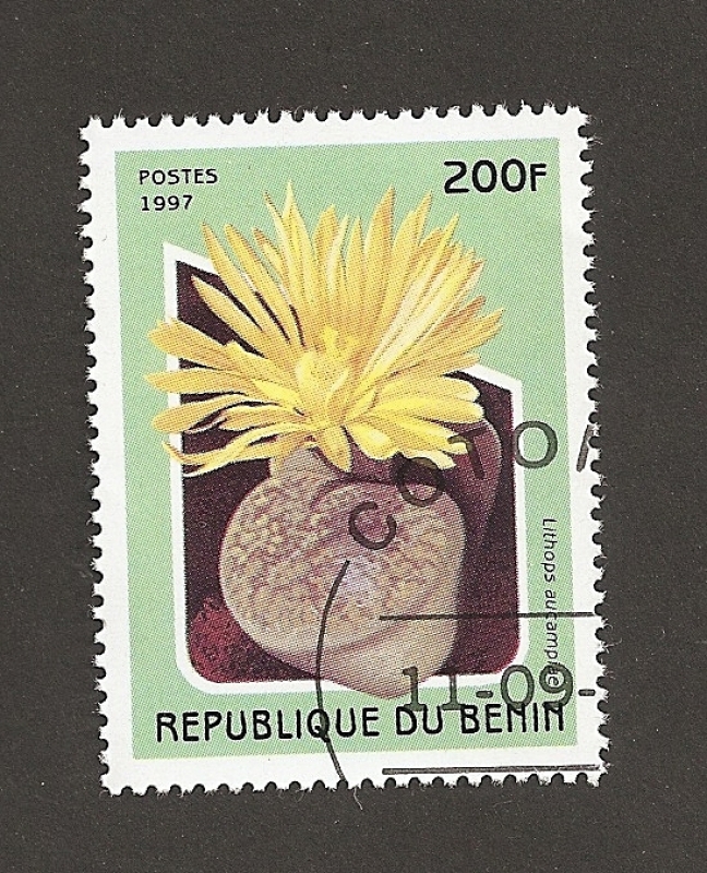 Lithops aucampiae