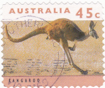 canguro