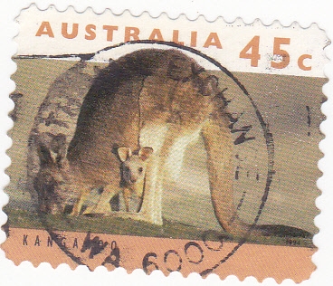 canguro
