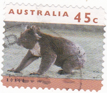 koala